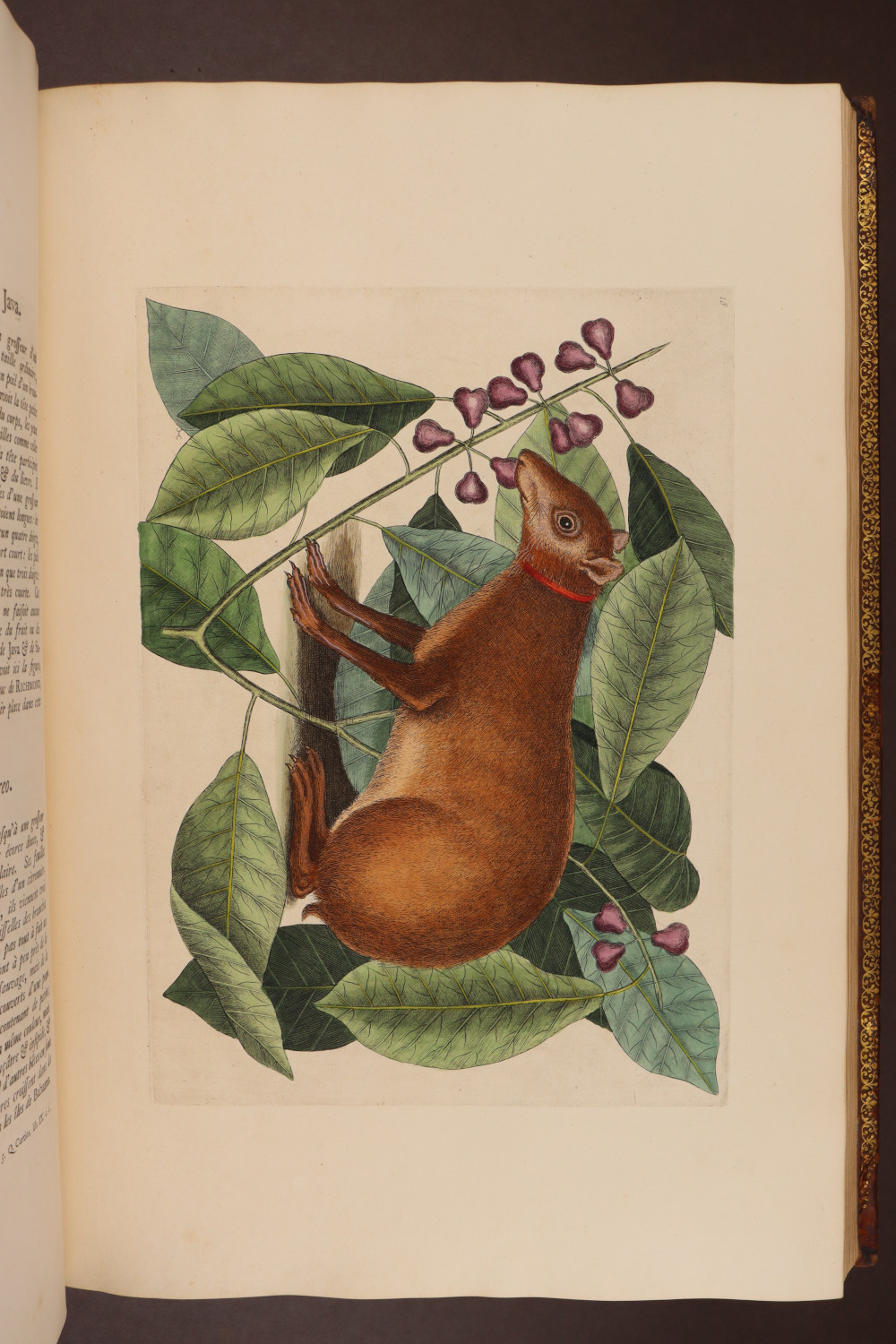 Plate 18